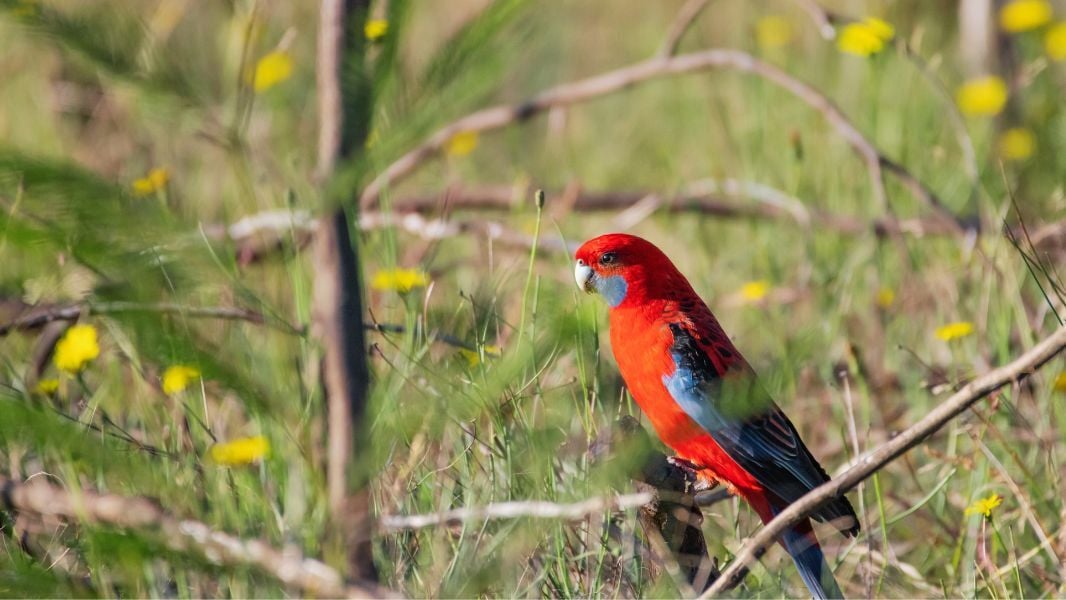 Celebrating World Parrot Day - Rosella