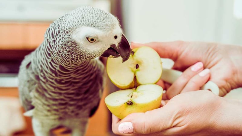 Copy of lories and lorikeets
