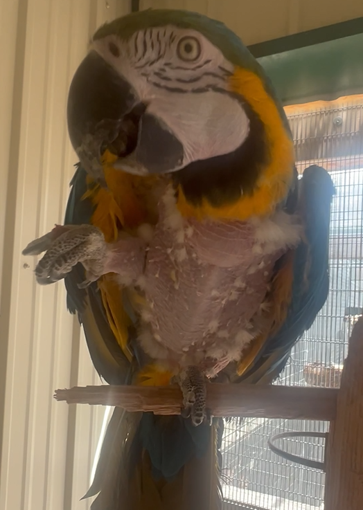 Screenshot 2025-08-01 143434