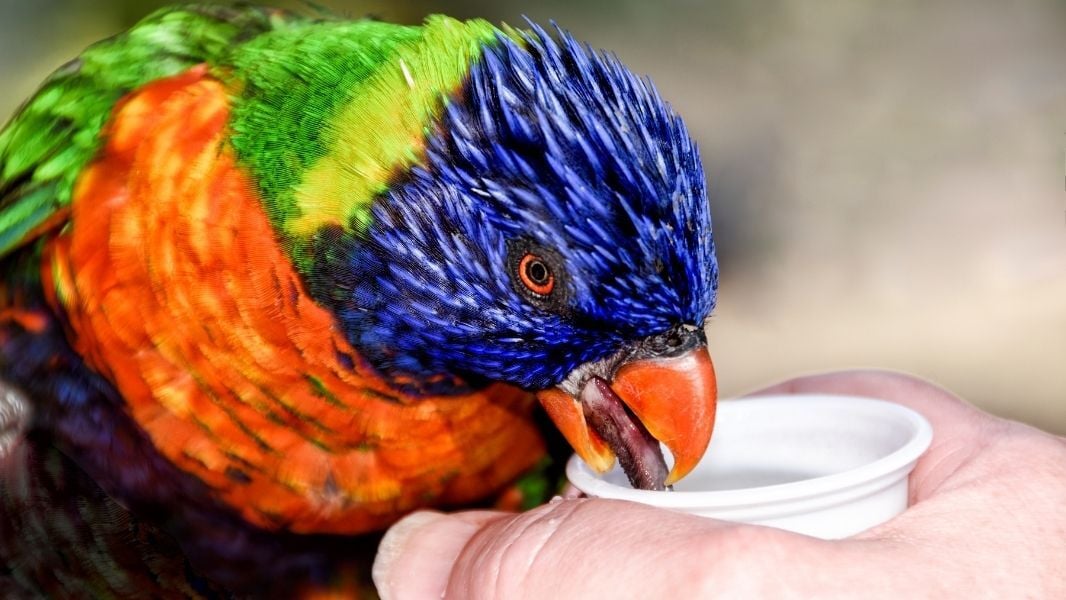 lorikeet tongue