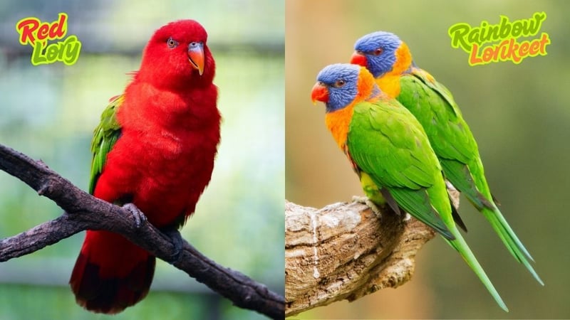 red lory and rainbow lorikeet (1)
