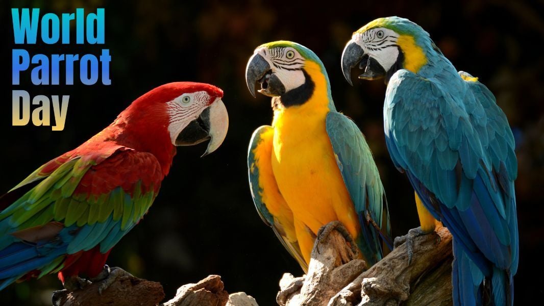 world parrot day macaws
