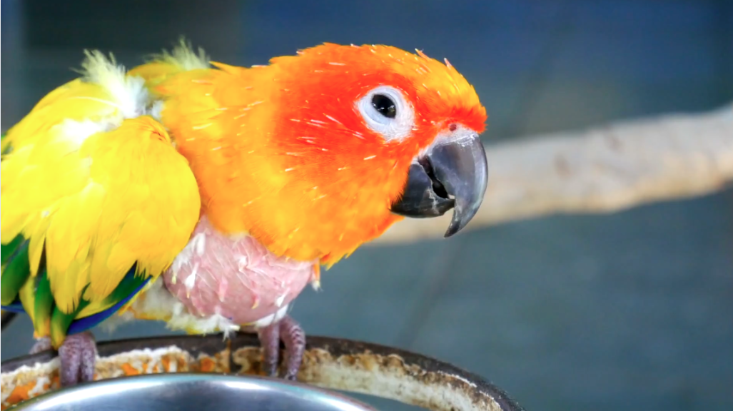 conure with plucked feathers