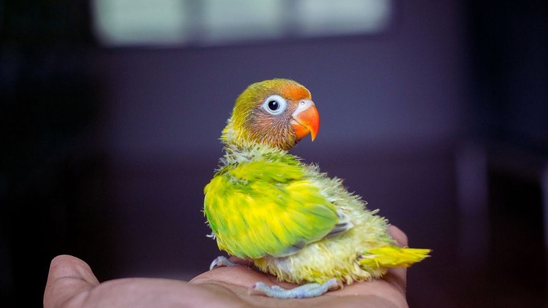 fledgling parrot